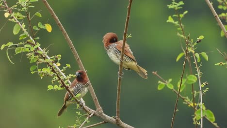 munia de pecho escamoso - estanque - relajarse