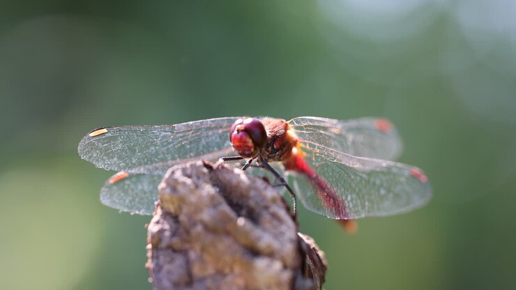 Ripresa macro cinematografica di una libellula rossa nella natura che si gode la luce del sole.
