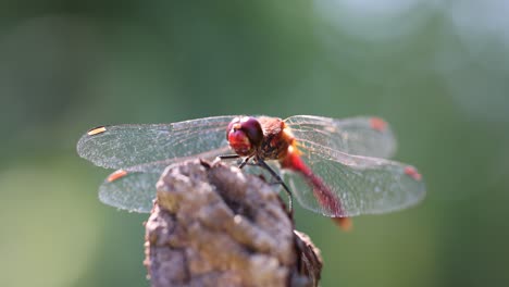 Filmische-Makroaufnahme-Eines-Roten-Libelleninsekts-In-Der-Natur,-Das-Sonnenlicht-Genießt