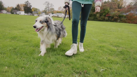 a child walks with a sheepdog on a leash in the autumn park