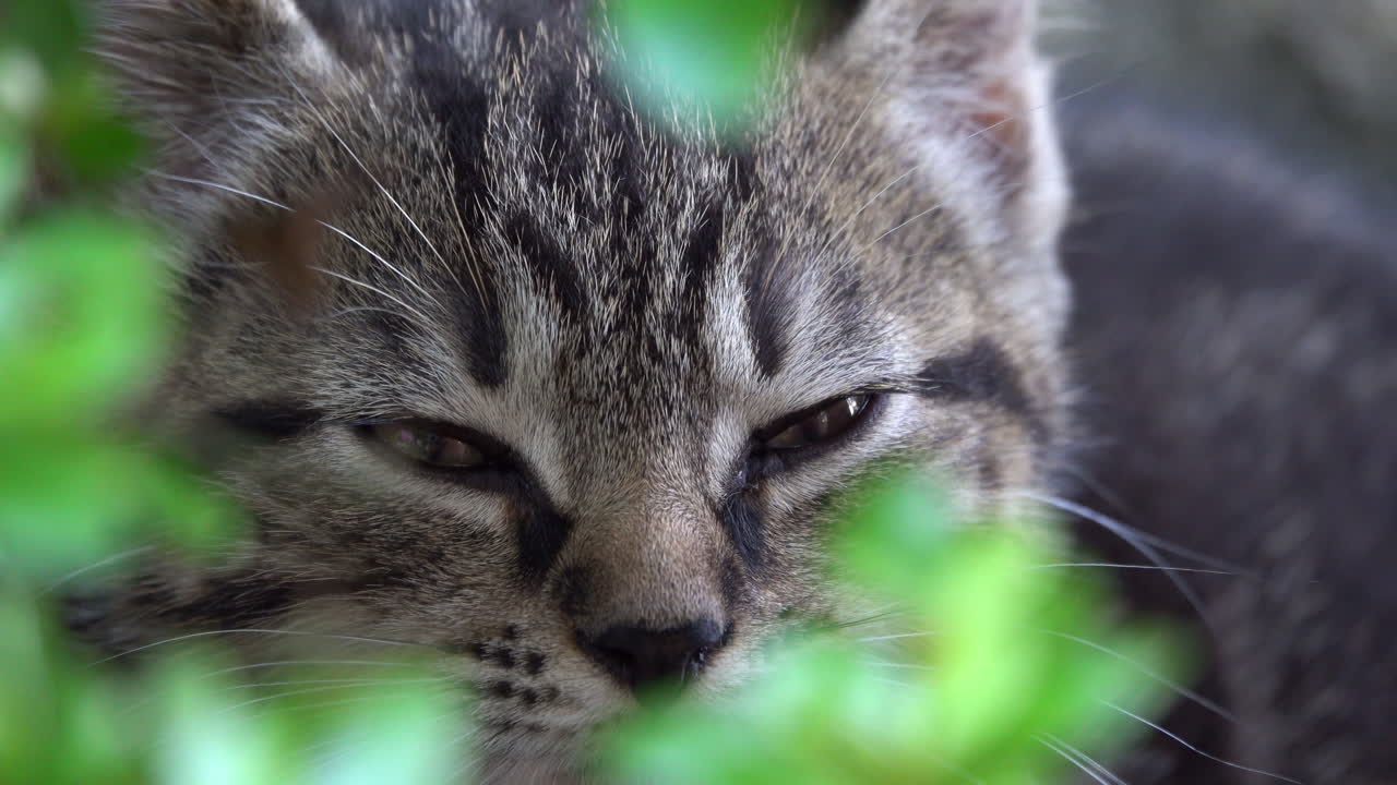 Gray tabby kitten looks around. Pupils constrict.