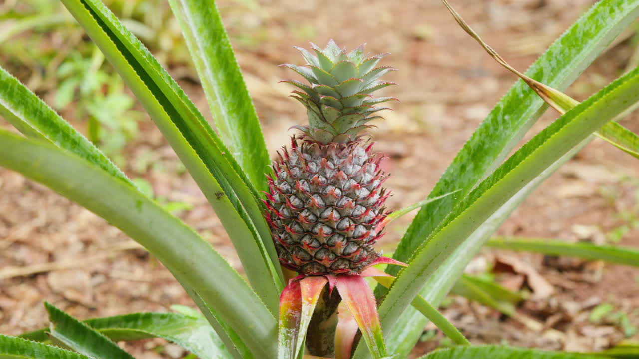 파인애플 식물 에 자라는 파인애플. 클로즈업