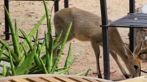 Einsames-Reh,-Das-Im-Boden-Im-Krüger-Nationalpark,-Südafrika,-Frisst