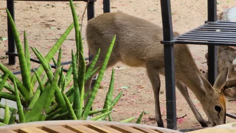 un ciervo solitario comiendo en el suelo en el parque nacional kruger, sudáfrica