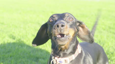 excited miniature sausage dog constant barking outdoors daytime in field