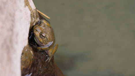 Frosch-In-Einer-Oase-In-Der-Wüste-Von-Oman