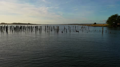 flying through wooden pillars of the old pier sticking in calm water at coquille river, bandon, oregon