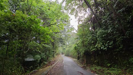 Morgenlicht-Durch-Regenwaldstraße