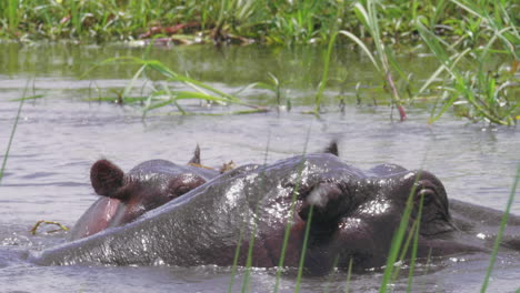 Hippos-Swimming-On-The-Cold-Winter-In-Botswana---Close-Up-Shot