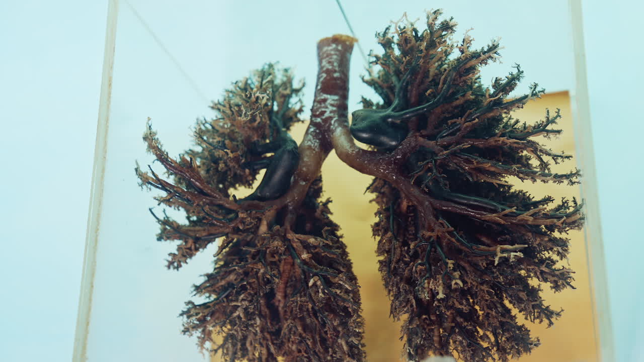 Anatomy Exhibition Of Human Body. Close up of anatomy model in medical museum