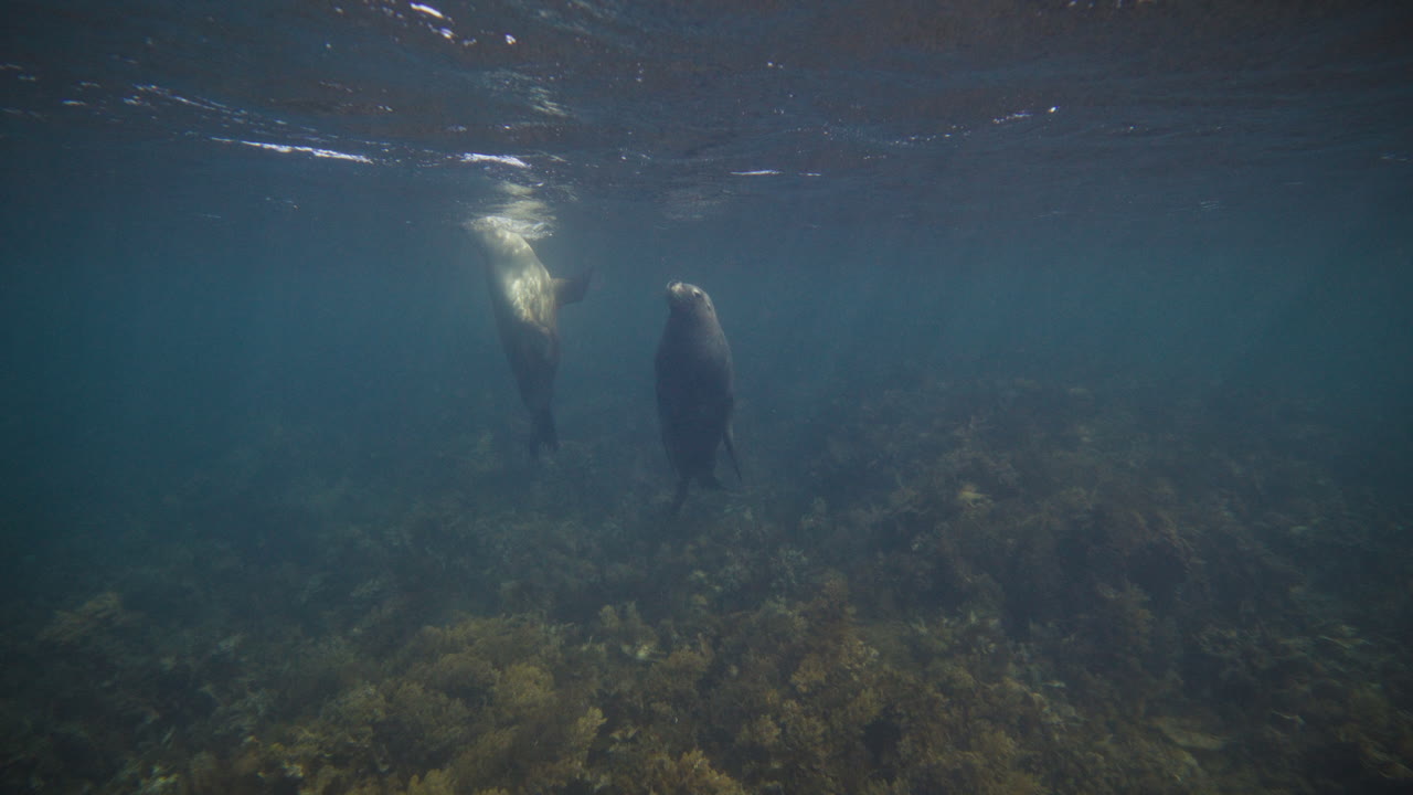 Sea lion coasts gently over reef ledge in blue green water off Neptune Islands, slow motion
