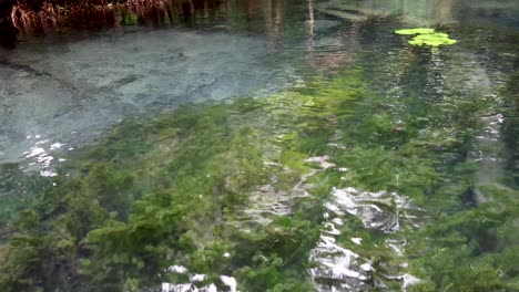 exploring serene canals with lush greenery