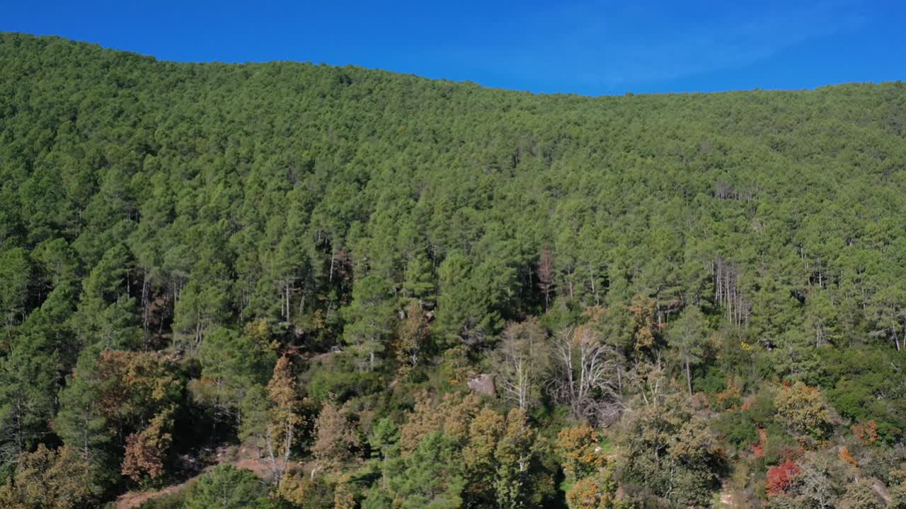 subiendo vuelo sobre las cimas de un bosque de pinos muy cerca juntos, comenzando a ver otros árboles caducifolios con un cambio de colores, marrón, rojo con un cielo azul en un día de otoño avila-españa