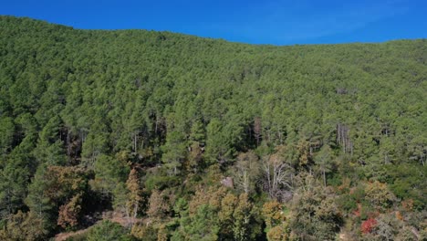 subiendo vuelo sobre las cimas de un bosque de pinos muy cerca juntos, comenzando a ver otros árboles caducifolios con un cambio de colores, marrón, rojo con un cielo azul en un día de otoño avila-españa