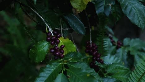 red wine grapes in yard