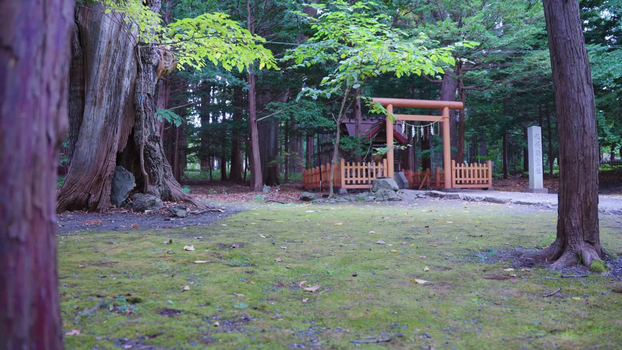 日本、北海道の札幌市公園にある、苔むした背景の鳥居と神社。