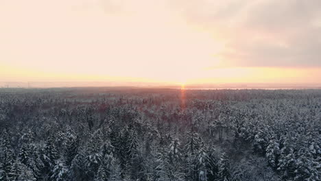 aerial view on the forest hills during winter sunset. crowns of coniferous trees are lighted up by a bright setting sun.