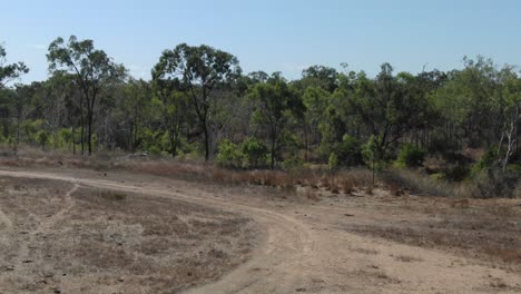 Isolated-white-cow-in-field-close-to-river,-St-Lawrence-in-Australia