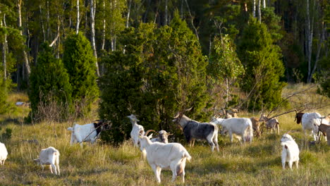 goat herd walking on a meadow and grazing leaves from bush on a sunny beautiful day