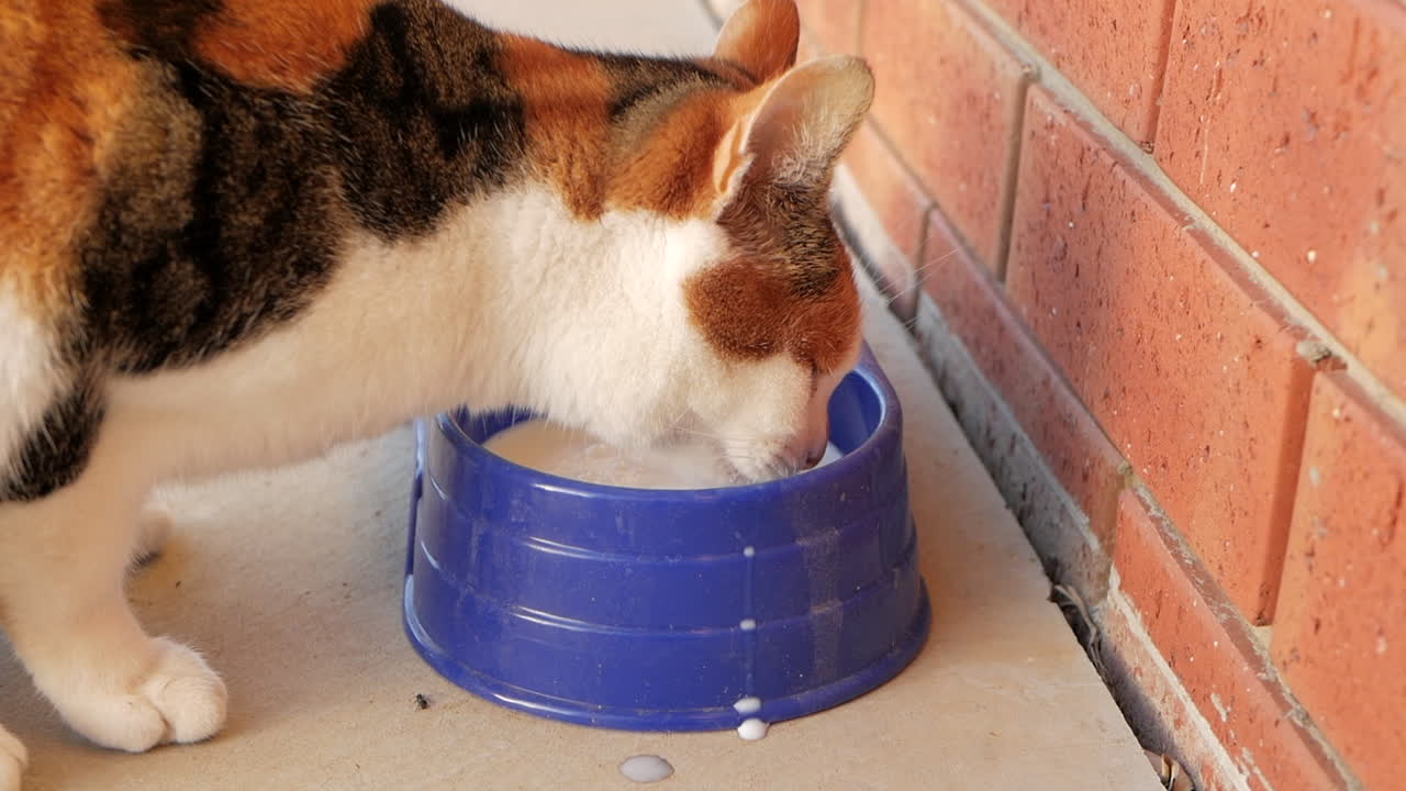 gato doméstico bebiendo leche de un plato