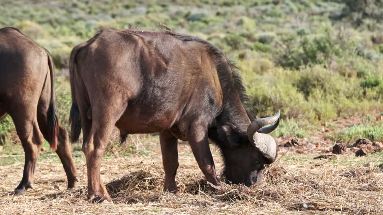 a herd of buffalo are fed hay as substitution feed due to lack of natural occurring vegetation