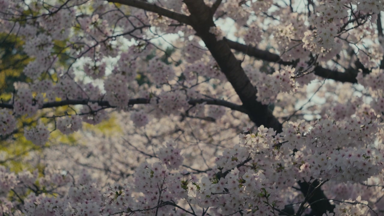Vista ravvicinata di fiori di sakura con luce naturale del giorno e atmosfera primaverile