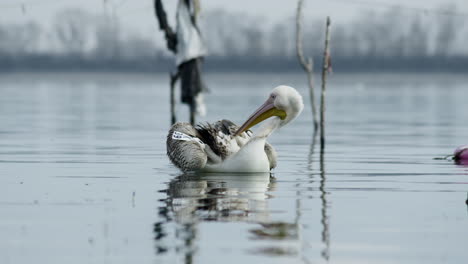 Young-Great-white-pelican-swim-slowly-lake-Kerkini-Greece