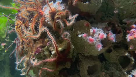 imágenes submarinas de estrellas de mar quebradizas