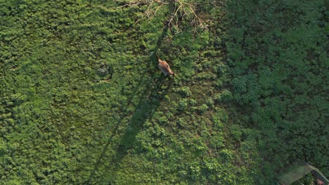 aerial top down shot of wild kangaroo grazing on grass field in wilderness at golden hour - descending drone shot