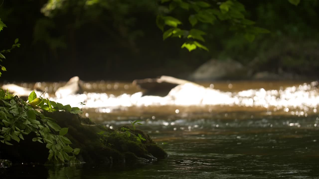 이끼 바위가 있는 자연 개울