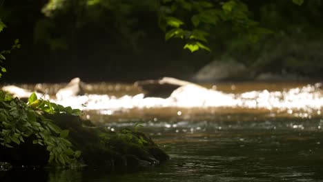 nature stream with mossy rock