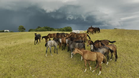 Group-of-beautiful-wild-horses-standing-in-the-bright-field-and-looking-to-the-camera