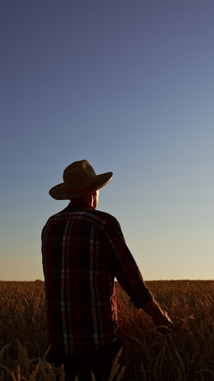 Rear view of a mature man wearing a straw hat stands in a wheat field at sunset. Man touches ripe ears of corn with love. Vertical video