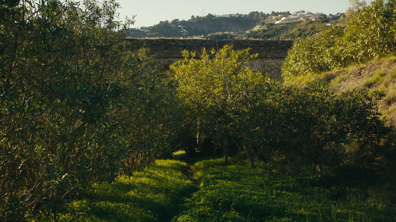 A narrow forest trail winds through thick greenery, leading to a hidden Roman aqueduct framed by sunlit trees and distant hills