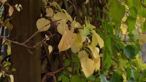 Goldgelbe-Herbstblätter-Flattern-Sanft-In-Zeitlupe-Mit-Dem-Herbstwind