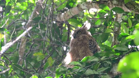 The-Buffy-Fish-Owl-is-a-big-owl-and-yet-the-smallest-among-the-four-Fish-Owls