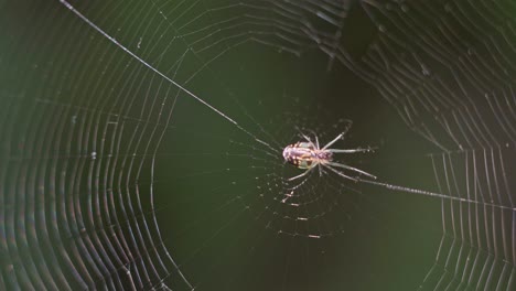 closeup of an orchard orb weaver spider at the center of her web