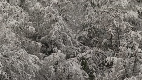bosque nevado