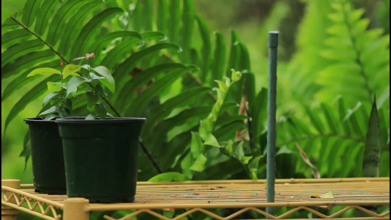 선반 에 있는 비 식물