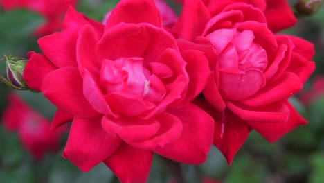 two roses with pink petals in full bloom against a green bush on a college campus