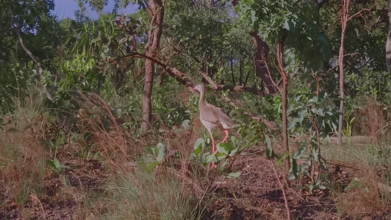 Rødbenet seriema (Cariama cristata) bevæger sig gennem tørt græs og buske i Chapada dos Veadeiros, viser lange ben, oprejst holdning og naturlig adfærd i brasiliansk cerrado-habitat.