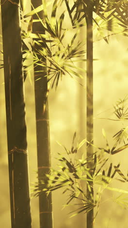 bamboo forest in golden hour sunlight