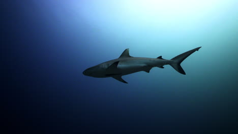 Grey-shark-in-blue-water