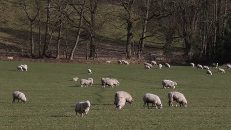 Schafe-Grasen-Im-Feld