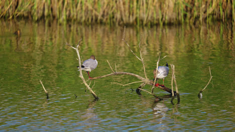 dos gaviotas sentadas pacíficamente en una rama de árbol sumergida en un lago de pantano salado, bañadas en la luz del sol al final del día