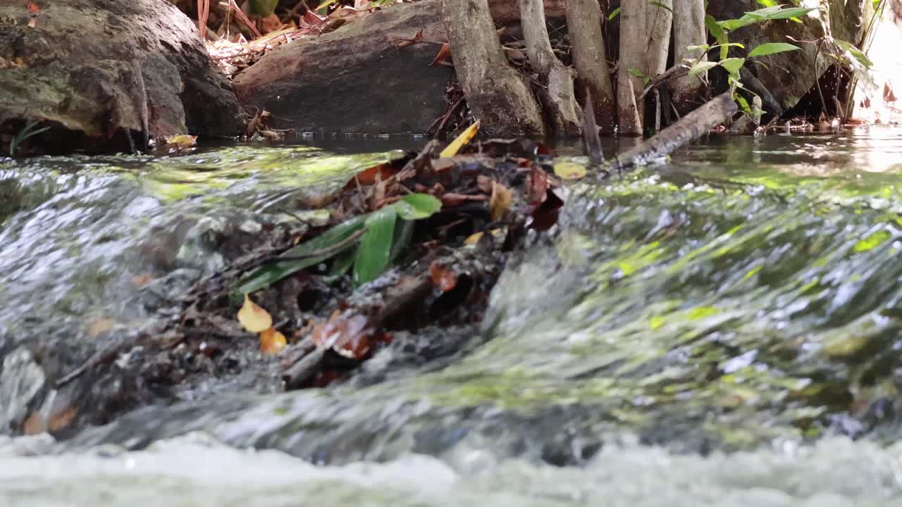 un suave arroyo que fluye a través del exuberante paisaje natural en el parque de bangkok