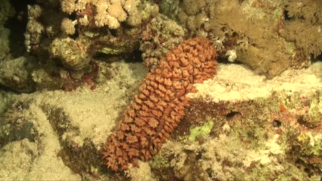 big sea cucumber on coral reef at night