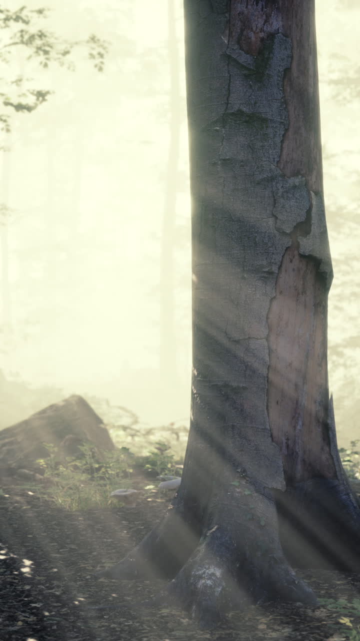 숲에서 태양 열