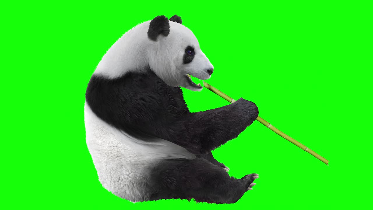 El oso panda comiendo bambú.