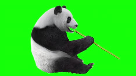 panda bear eating bamboo